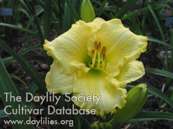 Our Friend Judy AHS image