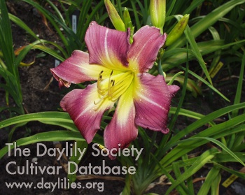 Four Stars for Germany AHS image