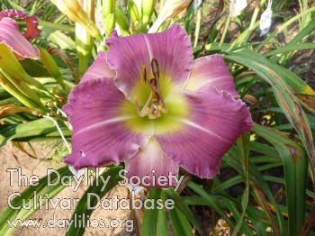 Raspberry Splendor AHS image