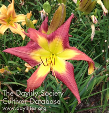 Jungle Rose AHS image