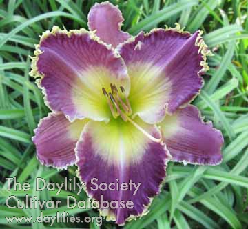 Violet Tangle Tooth AHS image
