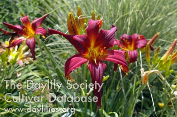 Devon Ruby AHS image