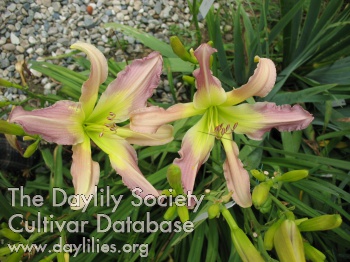 Seeing Stars AHS image