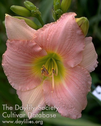 Lovely Silke AHS image