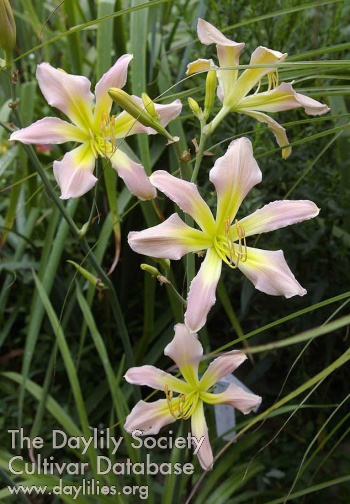 Pearly Summerbird AHS image