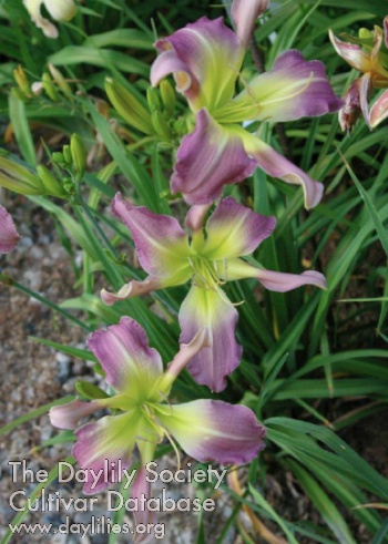 Lady Arden AHS image