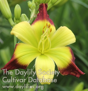 Pinewood Lily Pad AHS image