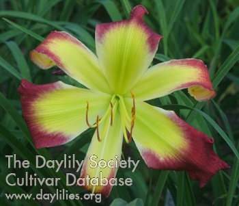 Master Bullfrog AHS image