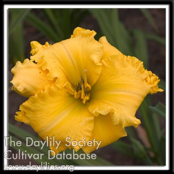 Little Ruffled Canary AHS image