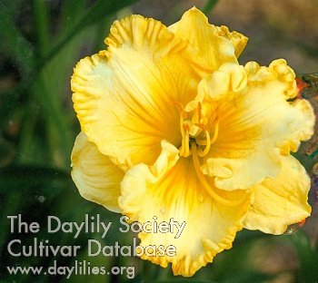 What's Up Buttercup AHS image