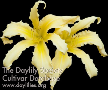 Yellow Banshee AHS image