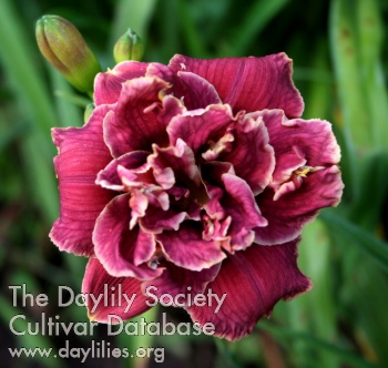 Bumbleberry Cupcake AHS image