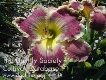 Royal Invitation AHS image