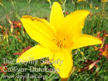 Atlantic Sunshine AHS image
