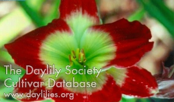 Burgess Cherry Flame AHS image