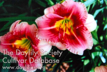 Rose Hill School AHS image