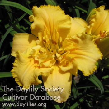 After the Riot image