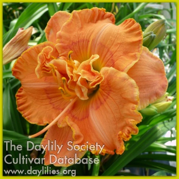 Sicilian Grapefruit AHS image