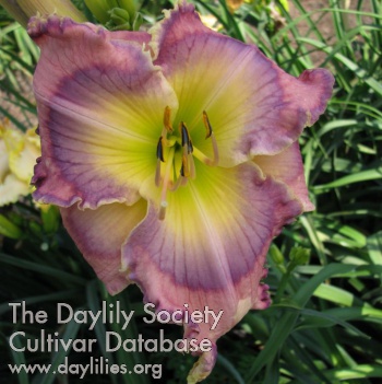 Carolina Yankee Doodle AHS image