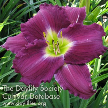 Carolina Dixie Doodle AHS image