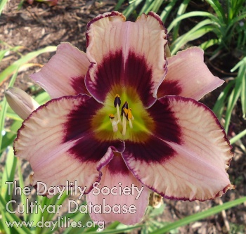 Black Cherry Gumdrop AHS image