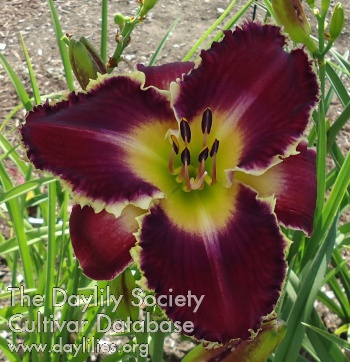 Champion Bloodline AHS image