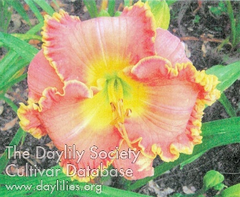 Canoochee Warranty AHS image