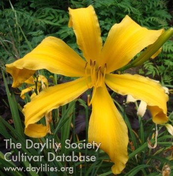 Small World Yellow Ribbons AHS image