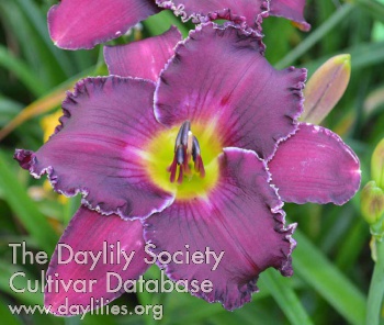 Soul and Divinity AHS image