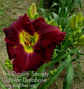 Mary Claiborne Davis AHS image