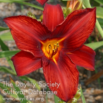 Viette's Flaming Red AHS image