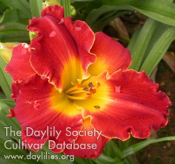 Red with Envy AHS image
