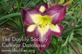 Dave AHS image