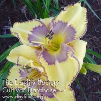 Ursula's Golden Adonis AHS image