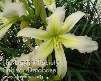 Small World Orchid Moonlight AHS image