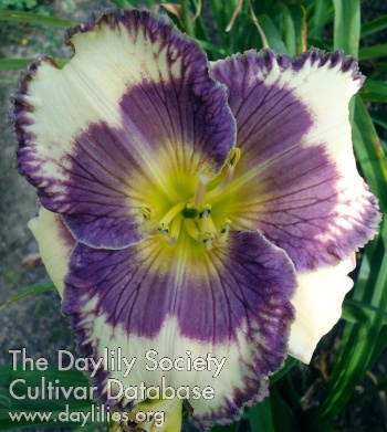 Small World Pansy Face AHS image