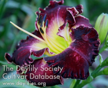 Black Cherry Beauty AHS image