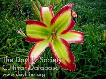 Red Star of Krypton AHS image