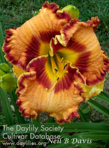Neil B. Davis AHS image