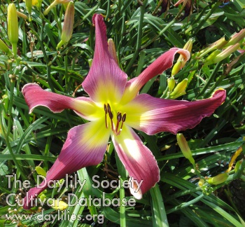 Magenta Mist AHS image