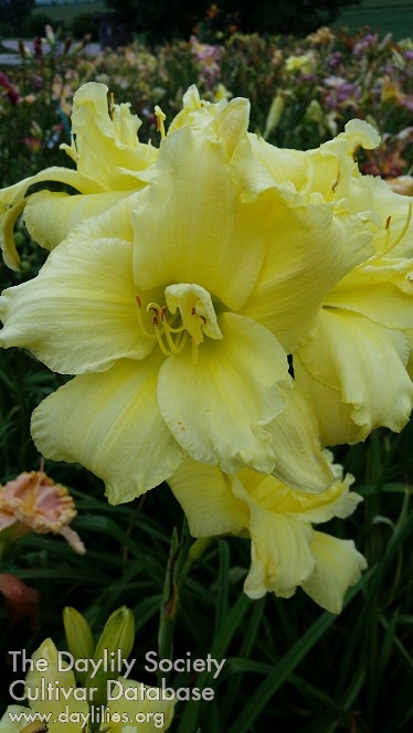 Saffron Sunburst AHS image