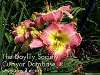 Sweet Betty Jane AHS image