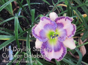 Abilene I See Blue AHS image