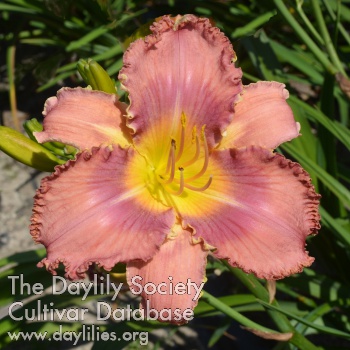 Wedrowny Flaming AHS image