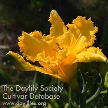 FanFan Tulipan AHS image