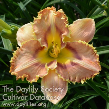 Kolorwy Jez AHS image
