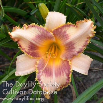 Golden Dew AHS image