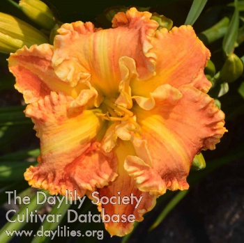 Carnival Orange AHS image