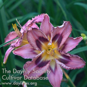 Spring Star AHS image