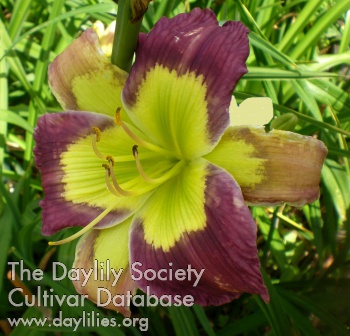 Exotic Emerald AHS image